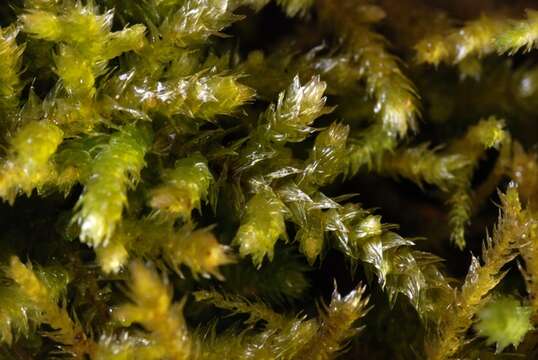 Image of eurhynchium moss