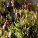 Image of controverial weissia moss
