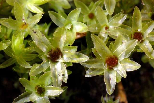 Image of mnium calcareous moss