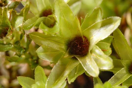 Image of mnium calcareous moss