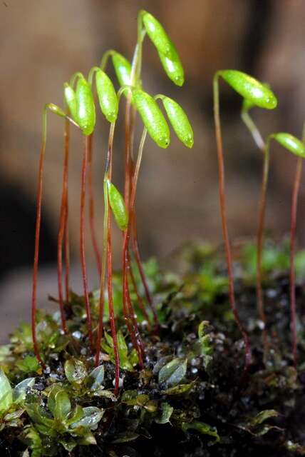 Image of <i>Bryum capillare</i>