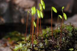 Image of <i>Bryum capillare</i>