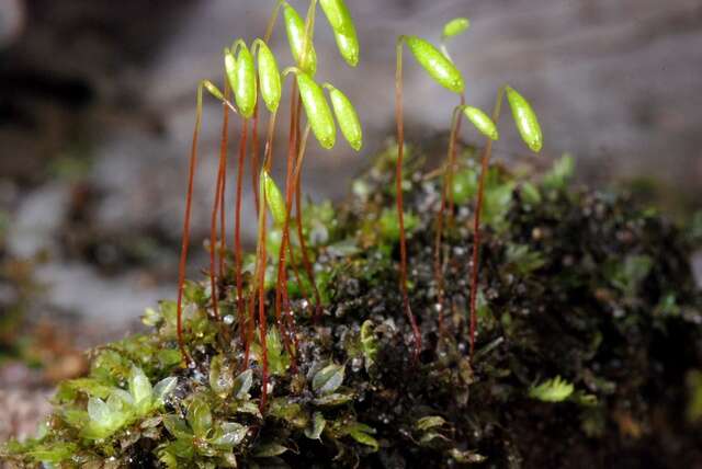 Image of <i>Bryum capillare</i>