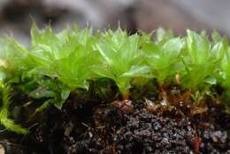 Image of <i>Bryum capillare</i>