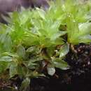 Image of <i>Bryum capillare</i>