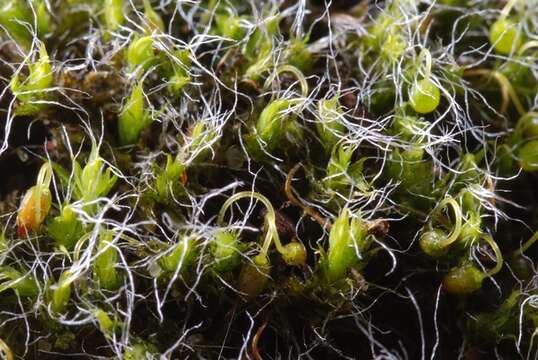 Image of grimmia dry rock moss