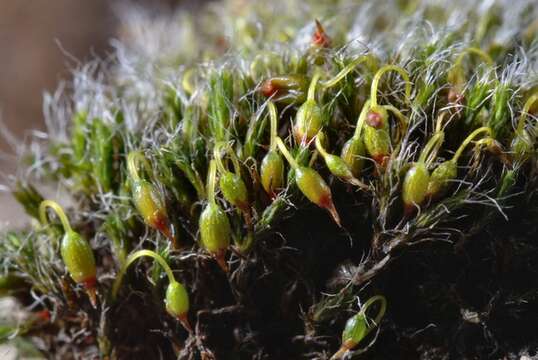 Image of grimmia dry rock moss