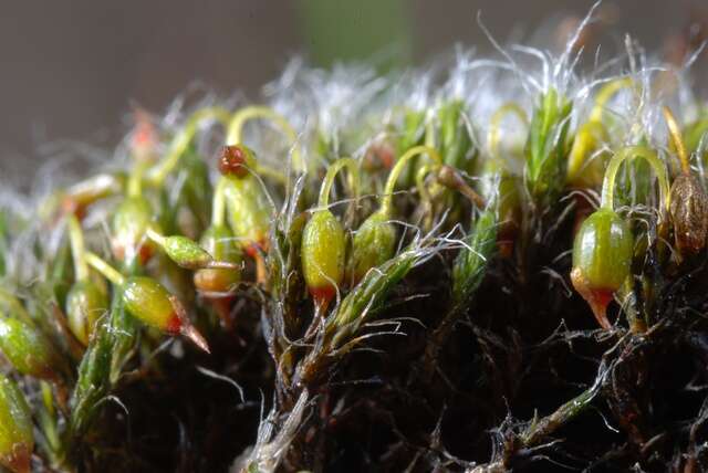 Image of grimmia dry rock moss