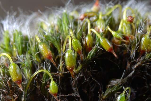 Image of grimmia dry rock moss