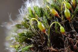 Image of grimmia dry rock moss