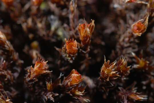 Image of schistidium moss