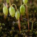 Image of bryum moss