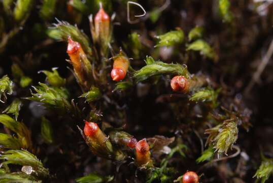 Image of schistidium moss