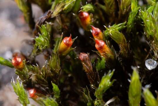 Image of schistidium moss