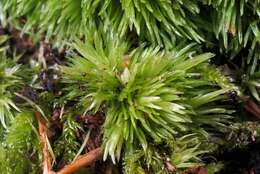 Image of leucobryum moss