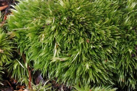 Image of leucobryum moss