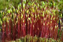 Image of ceratodon moss