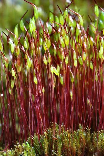 Image of ceratodon moss