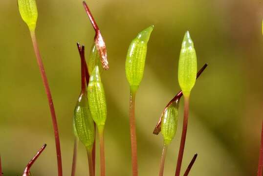 Image of ceratodon moss