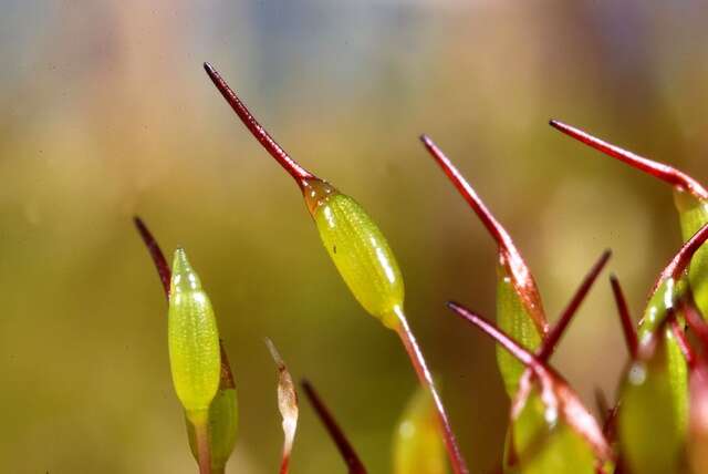 Image of ceratodon moss