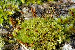 Image of dicranoweisia moss