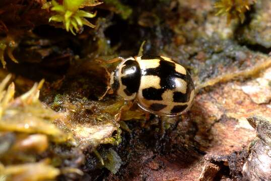 Image of <i>Propylea quatuordecimpunctata</i>