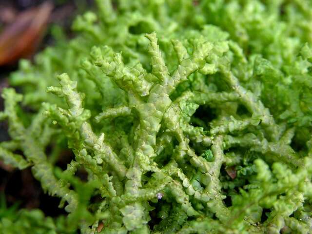 Image of Cliff Scalewort