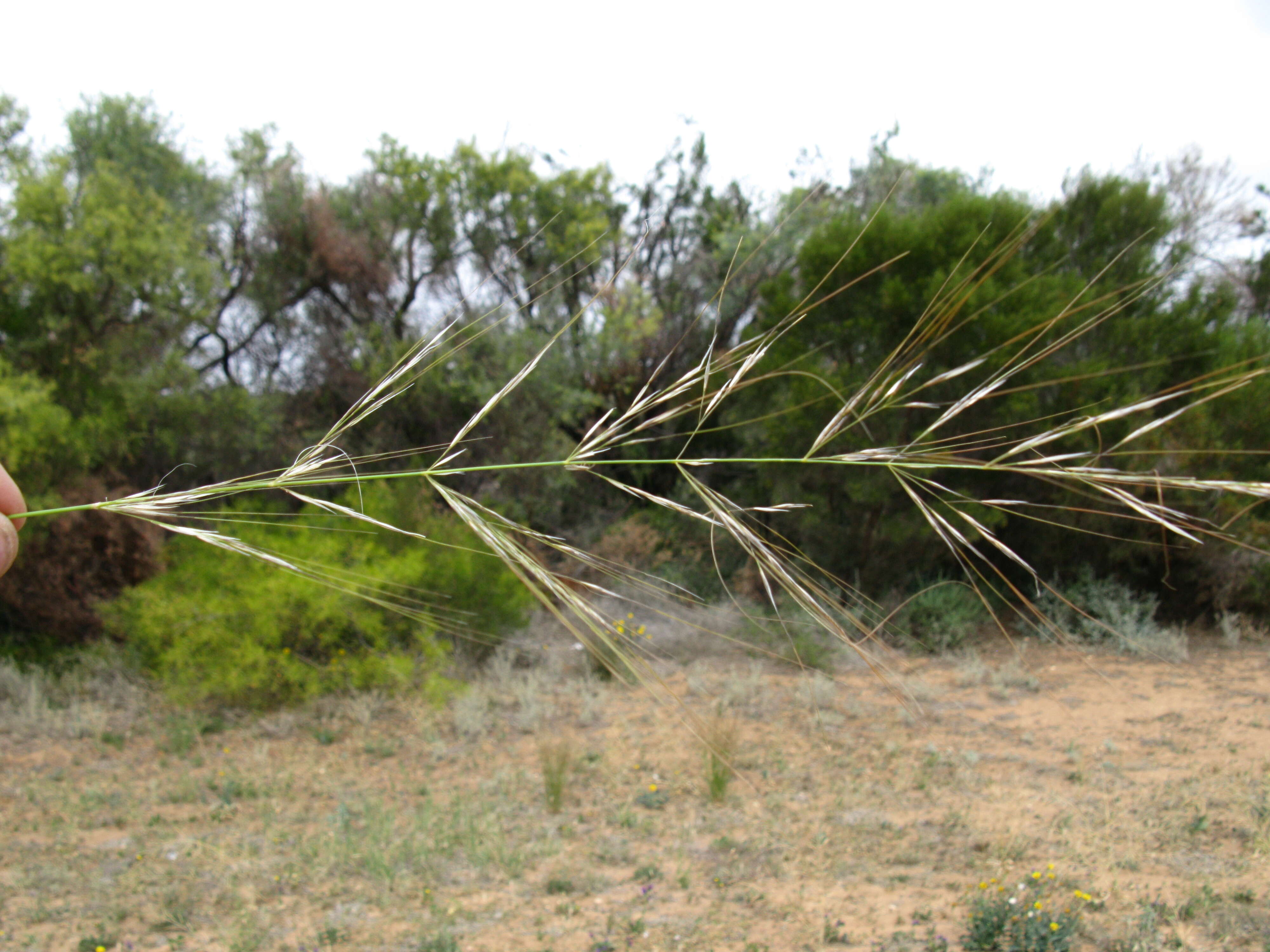 Image of Austrostipa nodosa (S. T. Blake) S. W. L. Jacobs & J. Everett