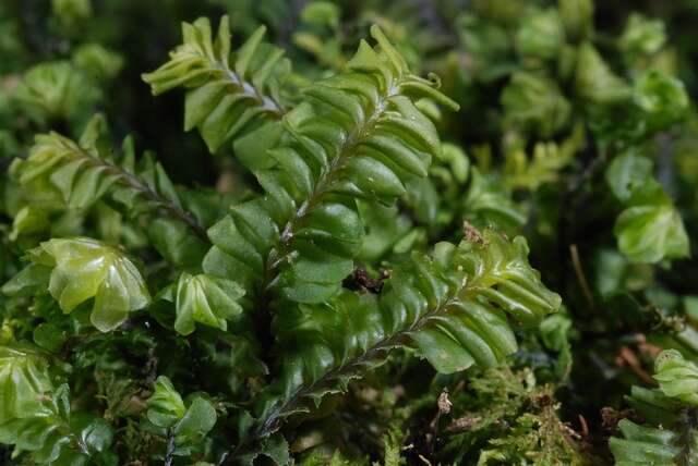 Image of <i>Plagiochila asplenioides</i> subsp. <i>porelloides</i>