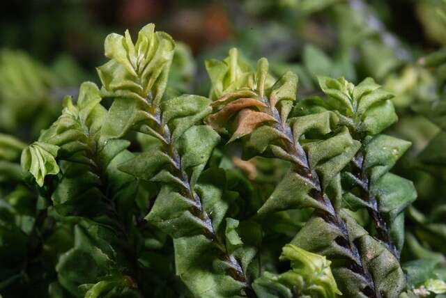 Image of <i>Plagiochila asplenioides</i> subsp. <i>porelloides</i>