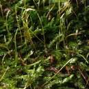 Image of toothed plagiothecium moss