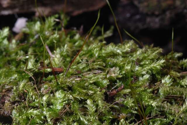 Слика од Plagiotheciaceae