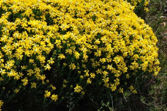 صورة Genista germanica L.