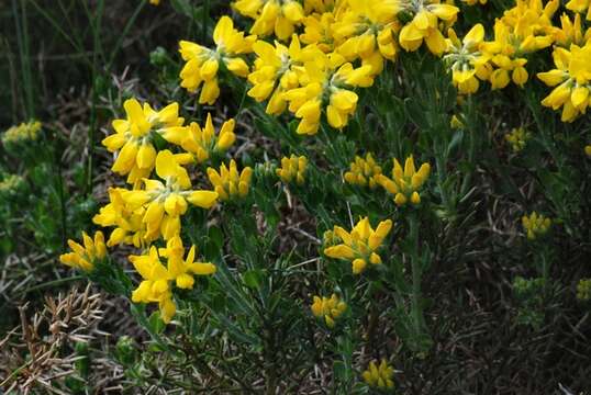 صورة Genista germanica L.