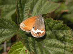 Image of Ringlets