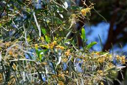 Image of water wattle