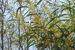 Image of water wattle