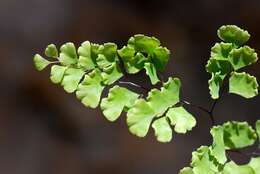 Image of maidenhair fern