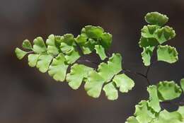 Image of maidenhair fern