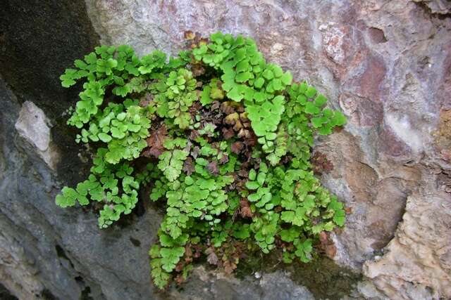 Слика од Adiantum