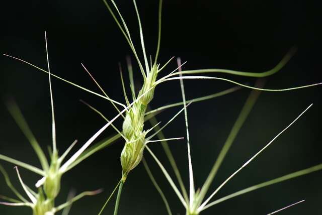 Image of goatgrass