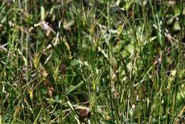 Image of goatgrass