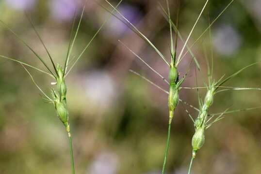 Image of goatgrass