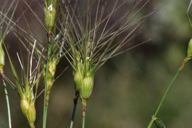 Image of goatgrass