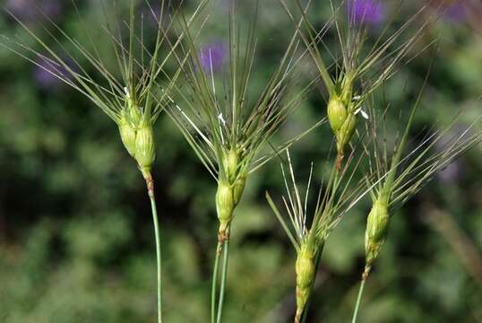 Aegilops resmi