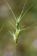 Image of goatgrass