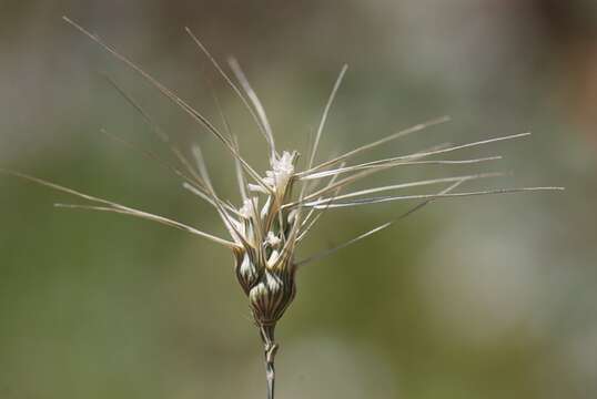 Aegilops resmi