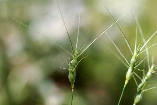 Plancia ëd Aegilops