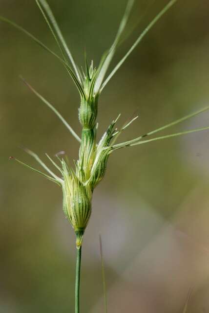 Image of goatgrass