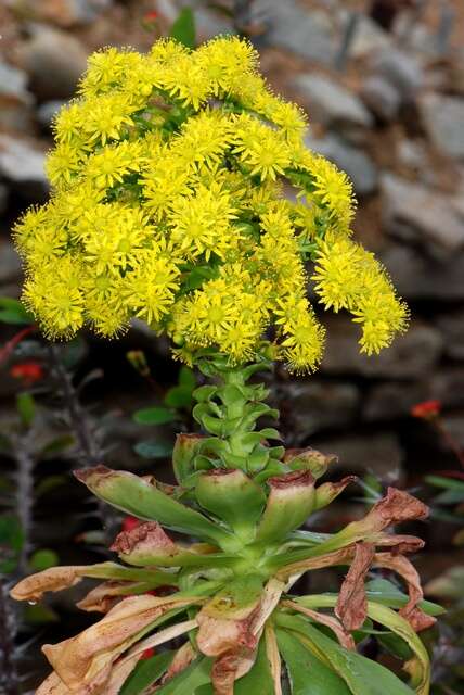 Image of aeonium